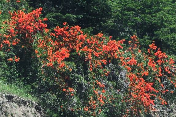 Flores embelezam a cabeceira de estrada na Ruta de Los 7 Lagos, no Parque Nacional Nahuel Huapi, na Argentina
